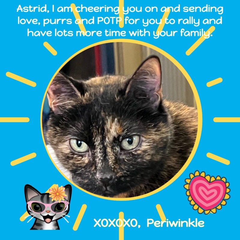 Pet Promise Pledge Get Well card for a tortoise shell cat in blue and yellow with a heart and cartoon tabby cat.