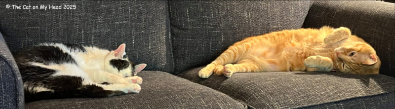 Two of the Kitties Blue crew napping at their best on a sette. 