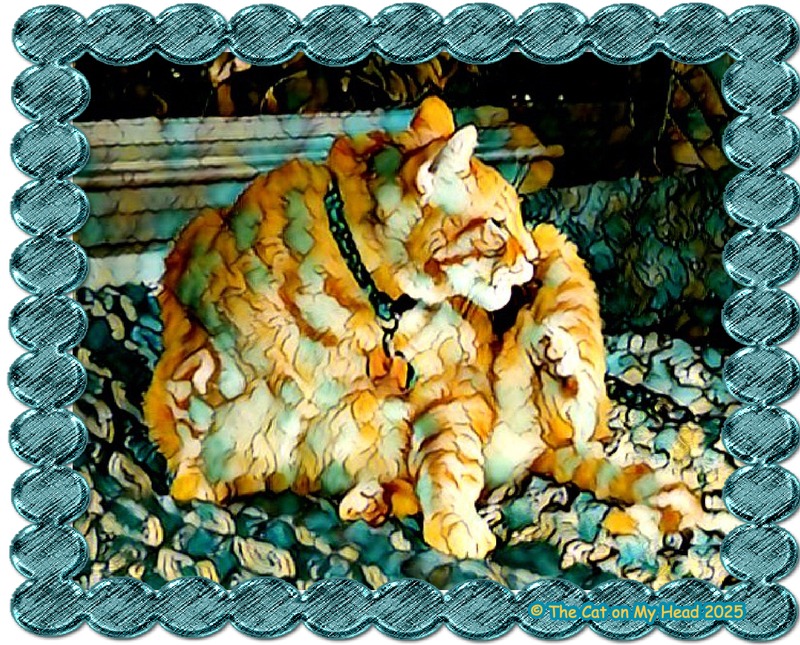 A ginger tabby cat bathing in some art created using the Painnt app.