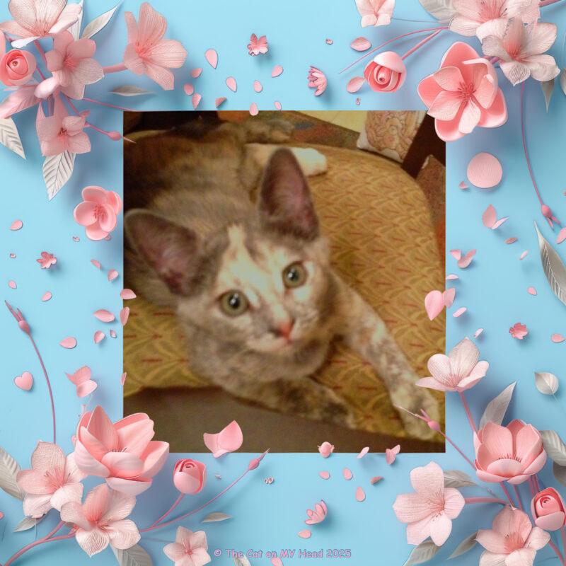 Selfie of a dilute tortoise shell kitten on her Gotcha Day in a blue frame with pink flowers