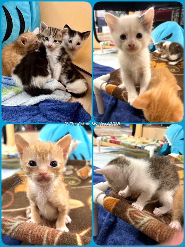 Collage with eight tiny kitten interlopers.