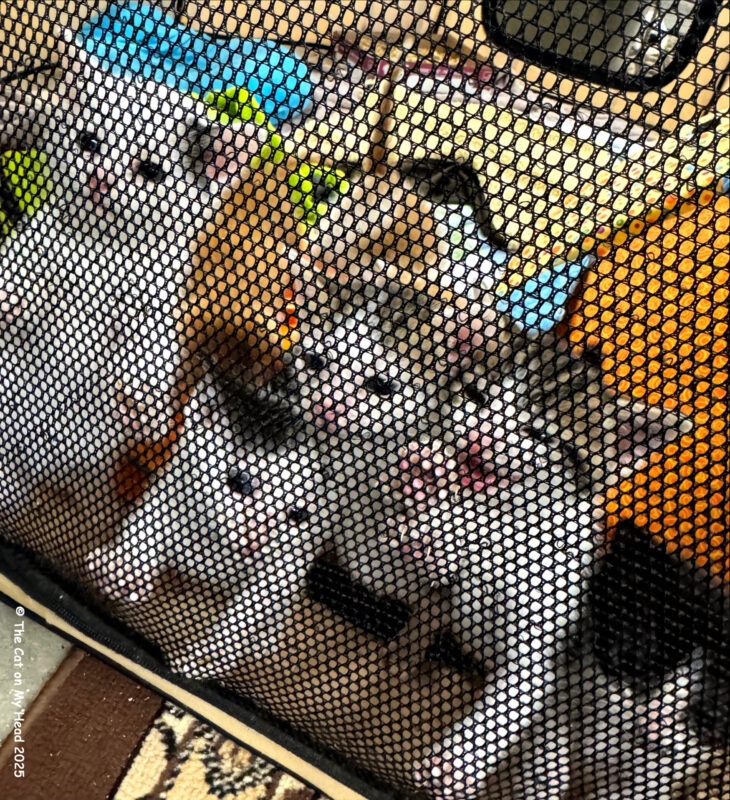 kitten chaos Chaos being caused by eight tiny kittens clamoring to be fed.