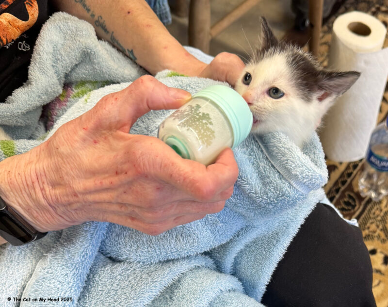 kitten chaos Tiny white and black kitten being bottle fed.