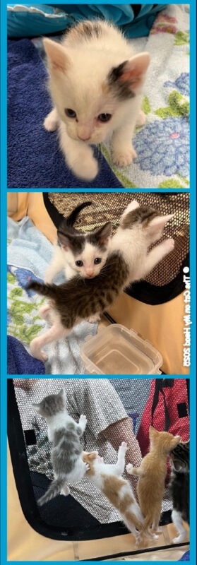 KITTENS DAY TWO A collage of three kitten photos for Day 2.