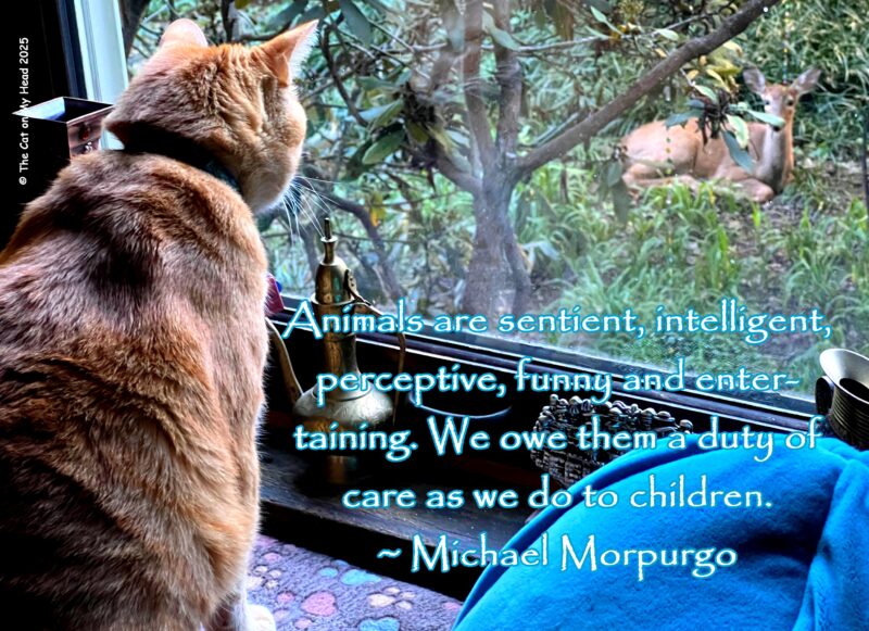 cat deer spark An orange tabby cat watching a deer through a window with the following Spark (quote) from Michael Morpurgo overlaid, "Animals are sentient, intelligent, perceptive, funny and entertaining. We owe them a duty of care as we do to children."