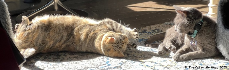 begging bathing Two cats in a sunpuddle, one begging for a bath.
