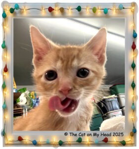 handsome ginger tabby kitten