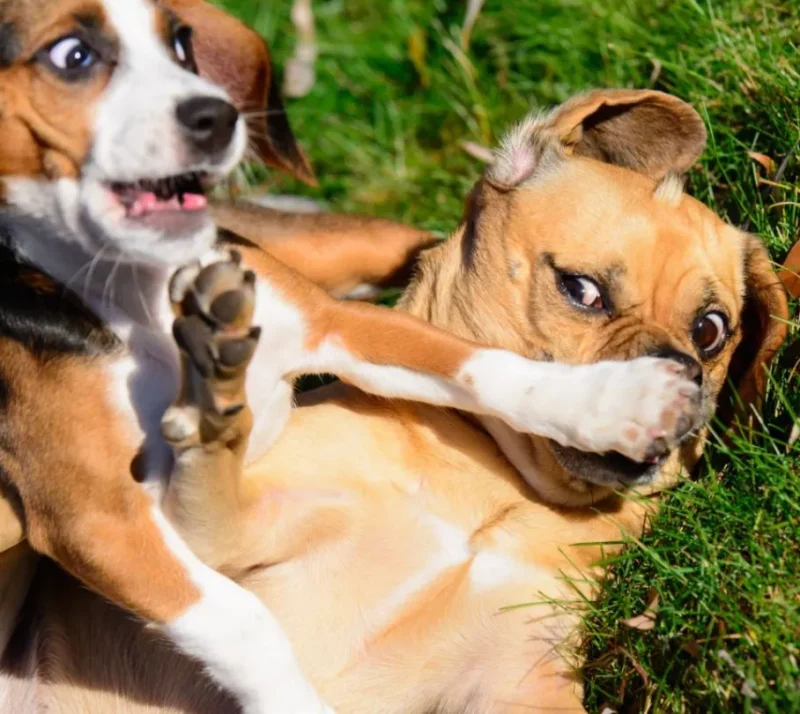 doggie dispute Two dogs having a dispute.
