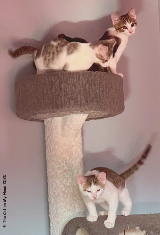 new year 2026 Four kitten on a cat tree welcoming in the new year 2026.