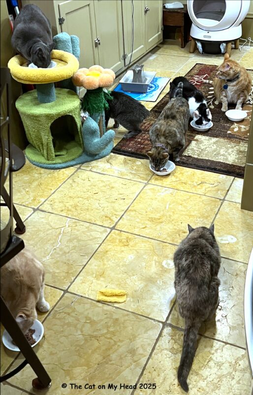 seven cats breakfast Seven cats having breakfast.