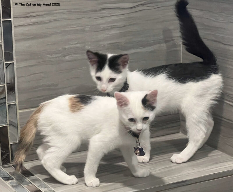 Two kittens (white and calico and white and black) on a tile bench.