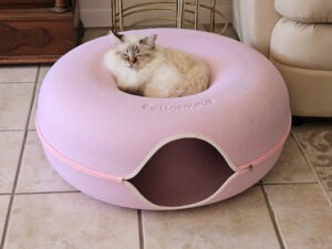 Birman cat in a pink Cattasaurus.
