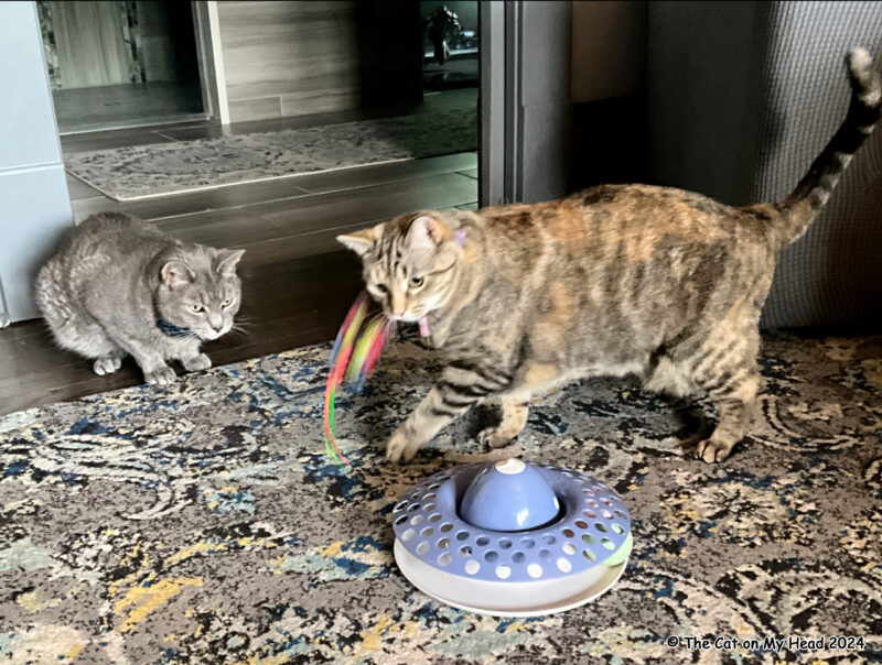 4000th post Stinky Periwinkle Two tabby cats playing with a butterfly toy.