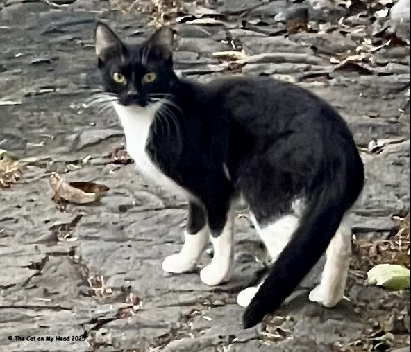 thanks, poem, prayer A back and white that was "dumped" but has been trapped/vaccinated and spayed.