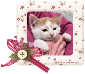 Handsome ginger and white kitten.