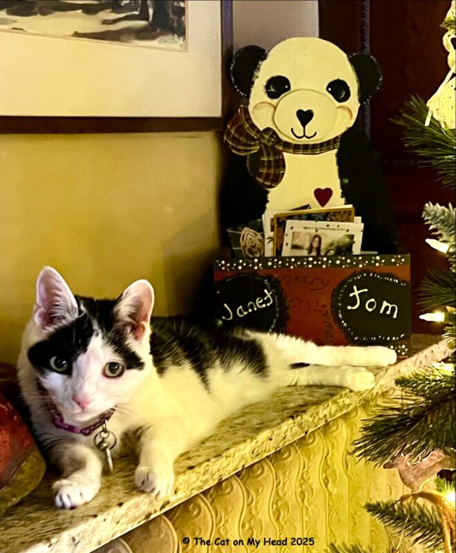 seven cats breakfast Black and white cat with a Christmas panda greeting card box.