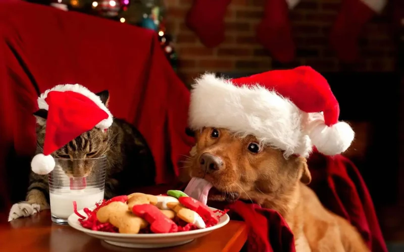 A cat and dog wearing Santa hats and eating his cookies and drinking his milky as Santa Claus resisters.