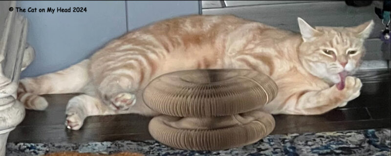 4000th post Stinky Periwinkle Buff colored cat bathing behind a KittyKurlz toy.