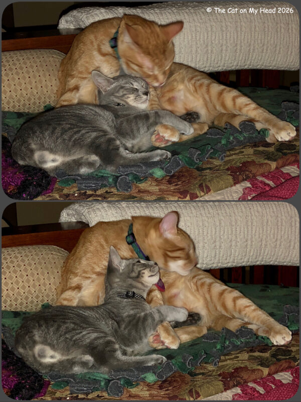 A large ginger tabby cat cuddling with a small grey tabby Manx kitten.