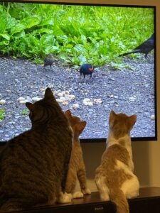 A large brown tabby cat and two ginger and white kittens watching bird TV.