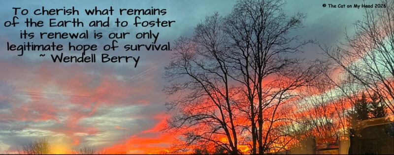 Cherish Earth Kittens Spark Awinter sunset and leafless trees overlayed by the quote, "To cherish what remains of the Earth and to foster its renewal is our only legitimate hope of survival," by Wendell Berry.