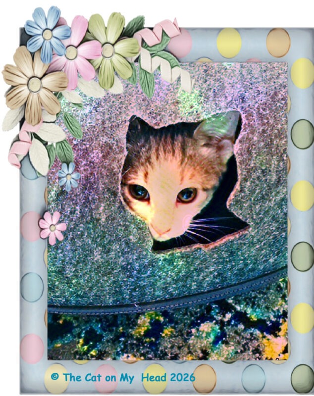A kitten (puss) peeping through a cat-shaped hole in a Cattasaurus.