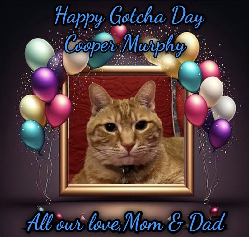 Gotcha Day card for a ginger tabby cat, Cooper Murphy.