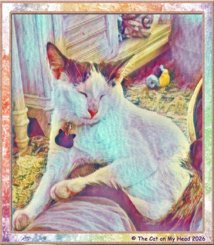 A white and black napping kitten in art created using the Painnt app.