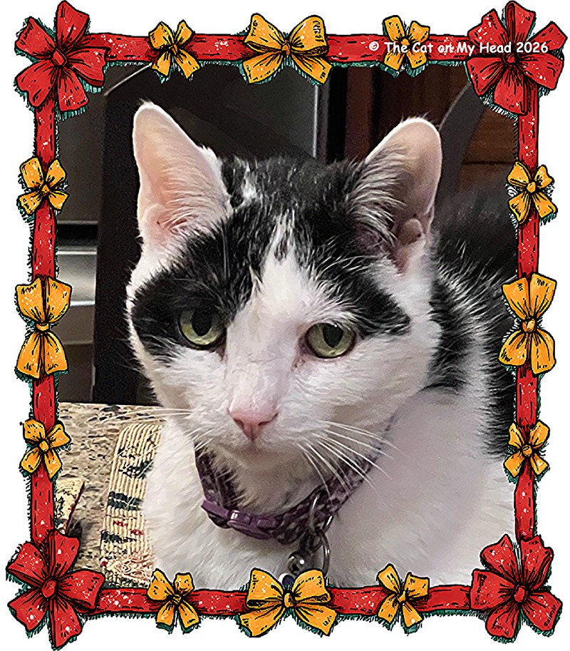 Lovely black and white cat, Lisbeth, selfie framed with red and gold bows.
