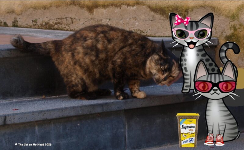 Periwinkle Stinky Giornata Nazionale del Gatto:Tortoise shell cat with two cartoon tabby cats and a container of Temptations cat treats.