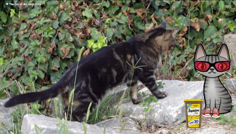 Tabby cat outside with a cartoon tabby cat.