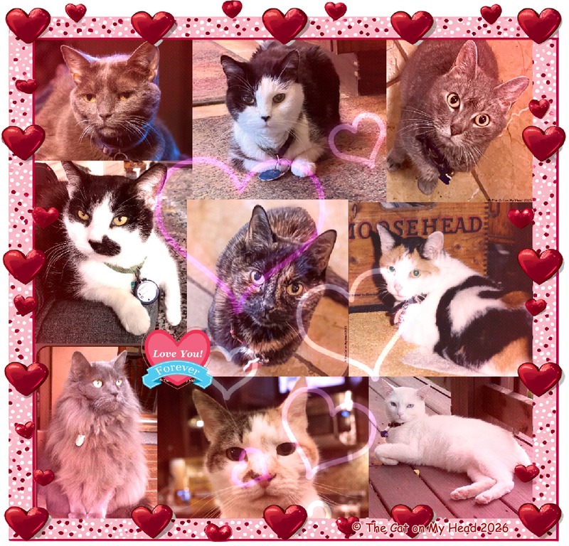 Valentine's Day Art Nine angel cats in an artful collage with a heart and polka dot frame and an overlay of hearts for Valentine's Day.