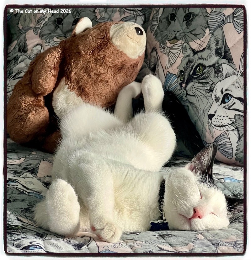 unusual two-fur A white a black cat sleeping in a weird position with a stuffed bear and making up an unusual two-fur.