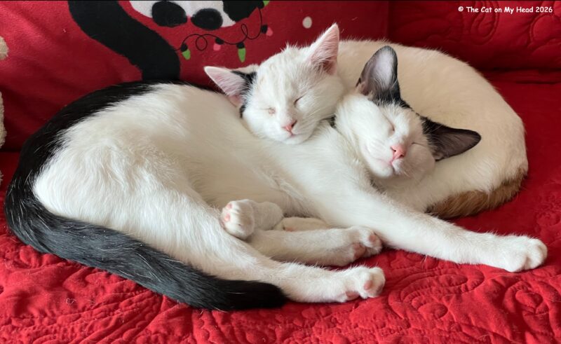 INSEPARABLE SPARK Two mostly white kittens curled up together napping are inseparable.