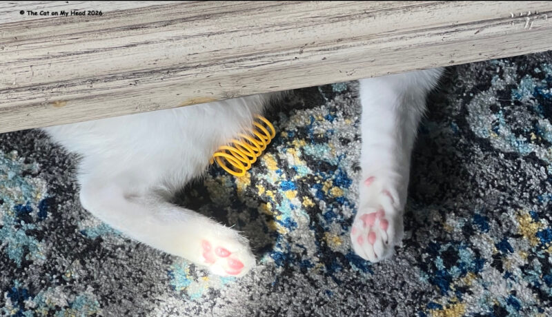 The legs of a kitten under a piece of furniture doing its best to retrieve a yellow spring.