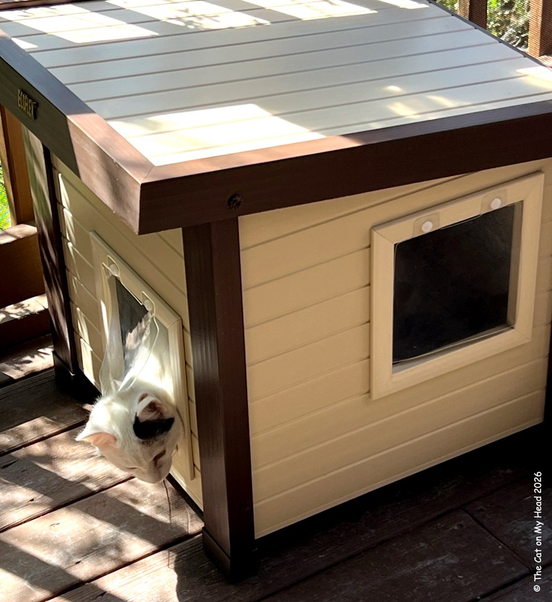 A white and calico kitten is thankful for a new outdoor abode. and is seen exiting it