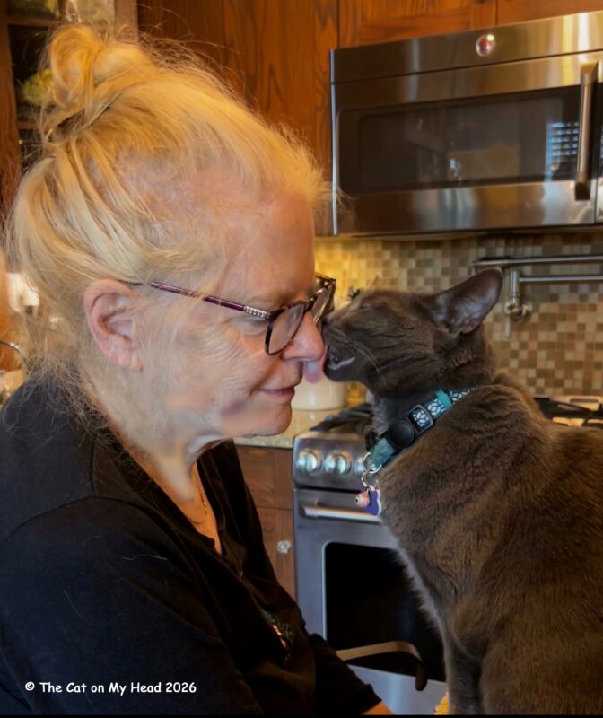 A blonde lady with a grey cat washing her face.