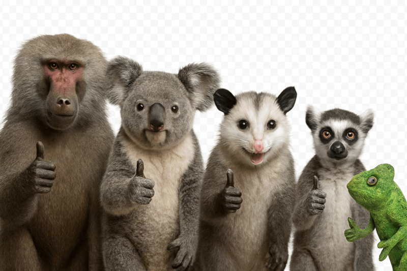 Baboon, Koala, Opossom, Lemur and Chameleon giving the thumbs up signal.