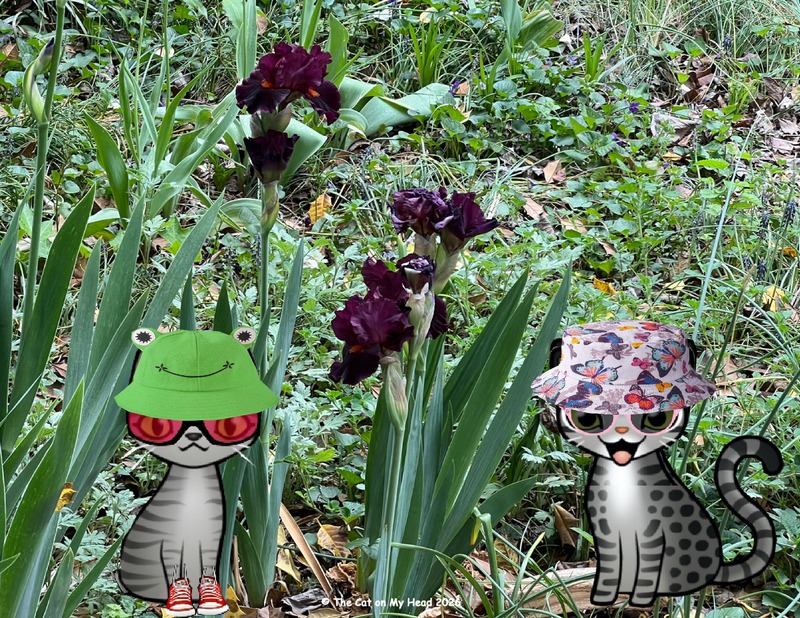 Two cartoon tabby cats, one in a frog hat and one in a butterfly hat, in a yard with dark purple irises.