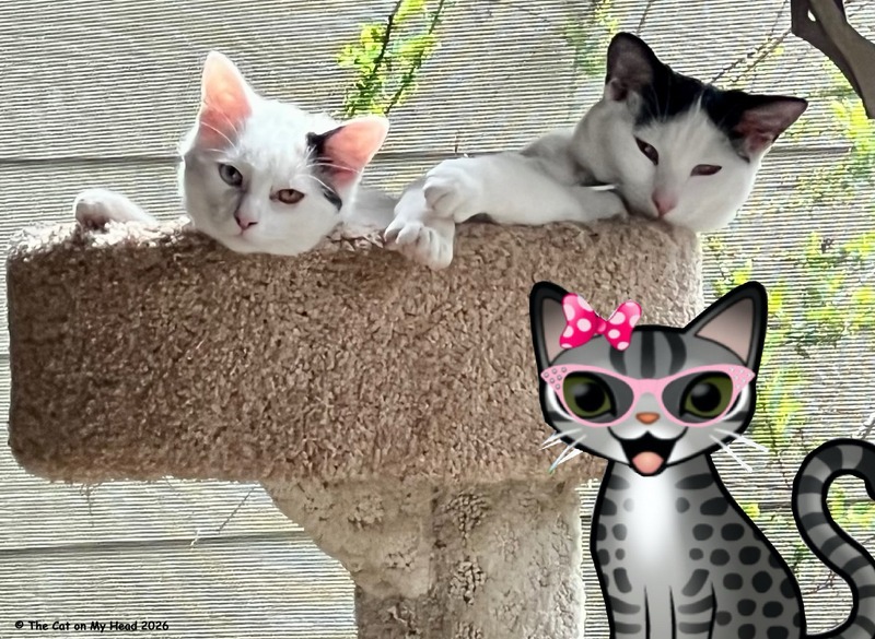 Two kittens at the top of a cat tree and a cartoon tabby cat.