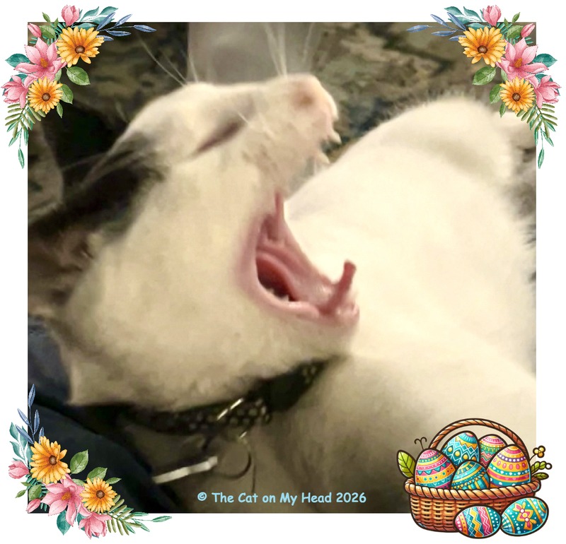 sleepy selfie A black and white yawning kitten in a sleepy selfie fancied up with an Easter design.