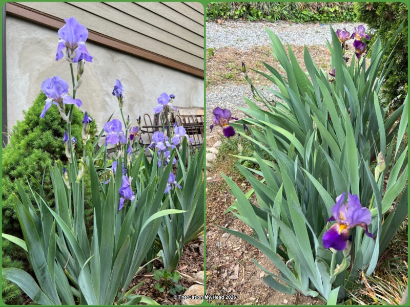 Collage with two photo of purple irises in a garden for which I am thankful.