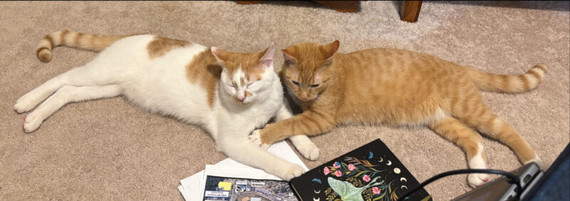 Thankful for two seven-month old kittens, from the same litter, one ginger and white and one ginger with just white paws napping & hugging.