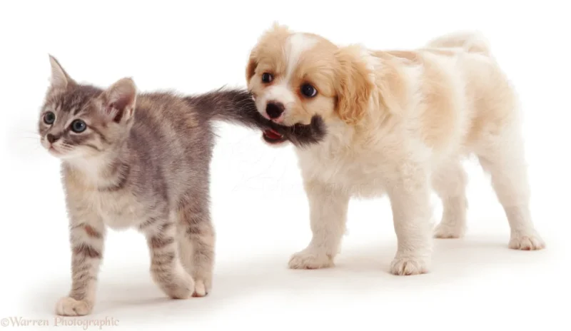 Cooperation: A puppy holding a kitten's tail in its mouth.
