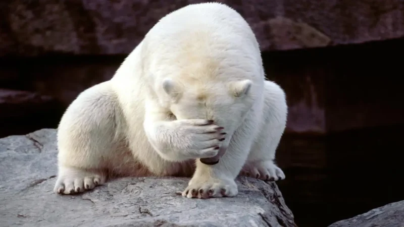 Polar bear with paw over its face.