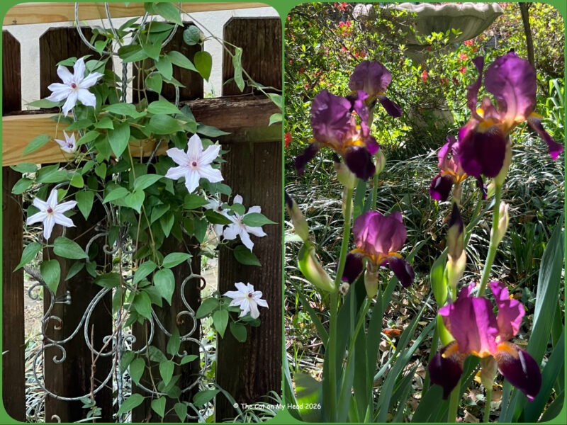 Collage with spring flowers: clematis and purple/gold irises.
