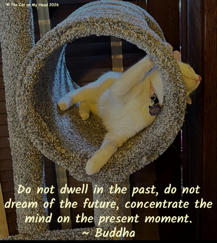 A white cat sprawled in a circular cubby on a new cat tree with a quote from Buddha, "Do not dwell in the past, do not dream of the future, concentrate the mind on the present moment."