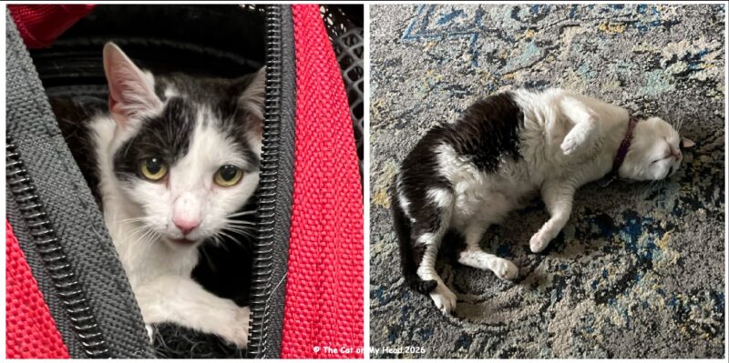 health and thankfuls Collage of a black and white cat in a pet carrier and rolling on the floor on her back.