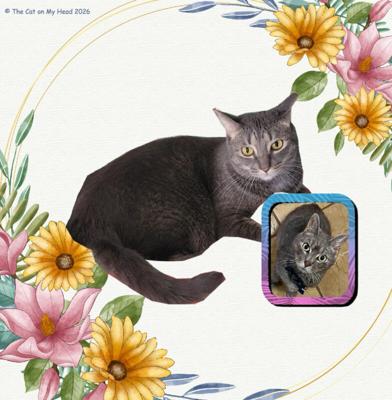 A grey tabby cat holding a framed photo of another grey tabby cat.