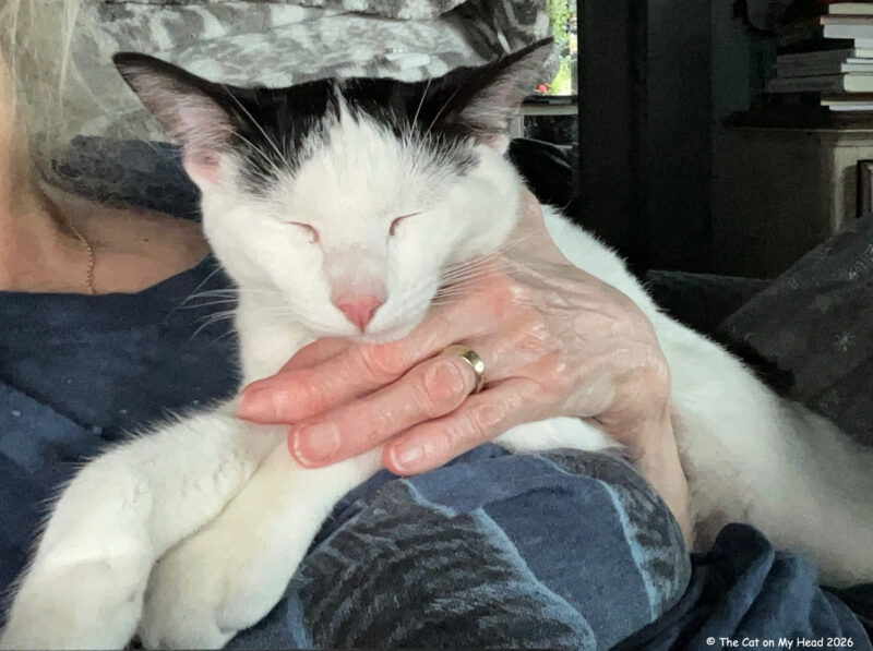 White and black cat on a person's chest on Awww Mondays.